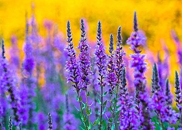  系列首部解谜游戏《死神：Soul Puzzle》年内免费发布